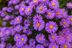 Perene: Aster zvezdasti - veca biljka